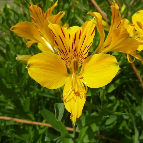 Alstromeria aurea
